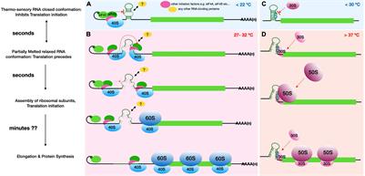 RNA structure mediated thermoregulation: What can we learn from plants?